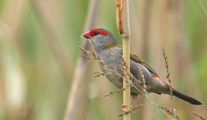 IMG_7139a.jpg